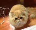 宠物猫合适放养吗