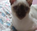 二手烟对猫咪有损伤吗