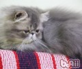 留猫咪独自在家要注意什么