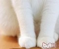 猫咪爪部护理的重要性