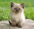 选购猫咪营养品的注意事项