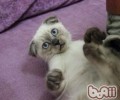 怎样确保猫咪的安全