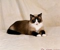 怎样让宠物猫更高兴