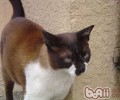 怎样协助猫咪御寒