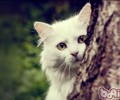 换食专业宠物猫粮的小办法