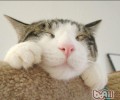 日常日子中哪些东西不能让猫咪不能碰