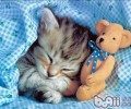 猫咪维护之警觉猫咪药物中毒