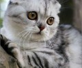 猫咪舒适环境的9个重要因素