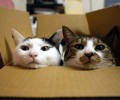 家有爱猫，家具铺排有考究