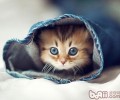 魅力猫眼的隐秘大揭秘