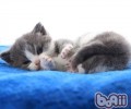 警觉家具对猫咪的损伤
