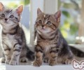 猫咪难以抵御的引诱之养分膏