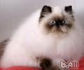 为猫咪做水疗要注意什么