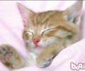 猫生大事，猫咪踩奶的隐秘