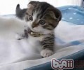 怎样让不想回家睡的猫咪回家