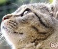 猫主子的举世特权