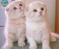 猫咪夜间眼睛为啥会放光