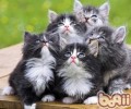 猫咪能吃巧克力吗