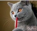 猫咪能够尝出不同滋味吗