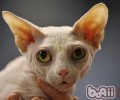 人猫同眠共枕好吗