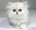 怎么选择一只健康的波斯猫