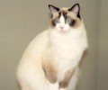 猫咪的典型行为特征剖析