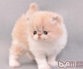 需求喂猫咪吃草吗