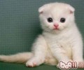 医学视点剖析猫的攻击性