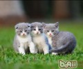 养猫时家里不宜养哪些植物