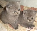 猫咪乱撒尿是什么原因