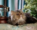 小猫的窝需契合什么条件