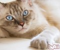 怎样为10公斤的猫粮保鲜