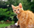 阻止猫咪啃食花草的办法