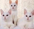 猫咪饮食不妥损健康 喂食需谨慎