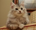 教你怎么给猫咪剪指甲
