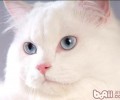 猫厕所应该多久整理一次