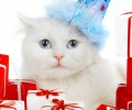 猫咪玩具选择的注意事项