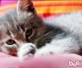 胆怯猫咪怎样练习与人接近