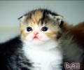 给猫咪剪毛的6个注意事项