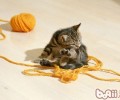 猫咪养殖的7个误区
