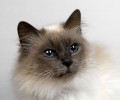 关于水晶猫砂的长处
