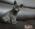 俄罗斯蓝猫知多少