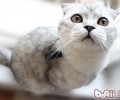 猫咪寄养需求留意的问题