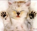 常见各类猫厕所的比较
