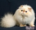 怎样辨认喜马拉雅猫的心情