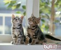 猫咪产后为什么不吃饭