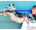 猫咪所发明的惊人世界纪录