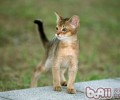 猫咪的视力怎么样