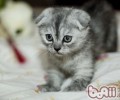 夏天猫咪怎样散热