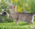 改进猫咪毛质的有用办法——户外运动